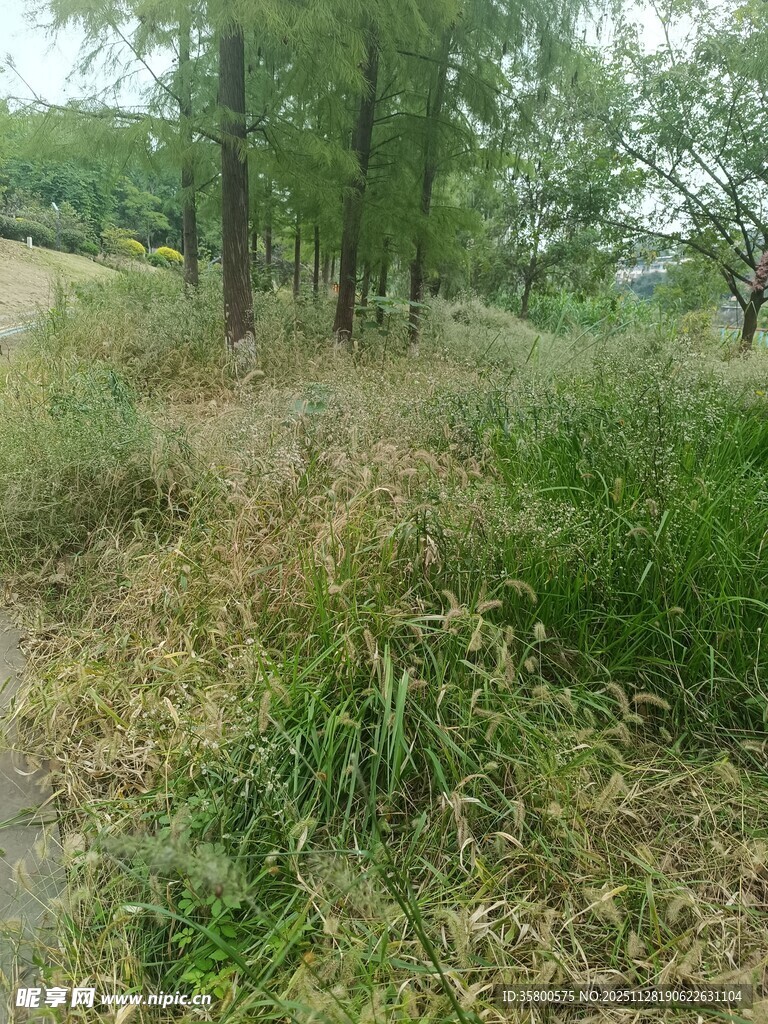 林间草地自然风景图