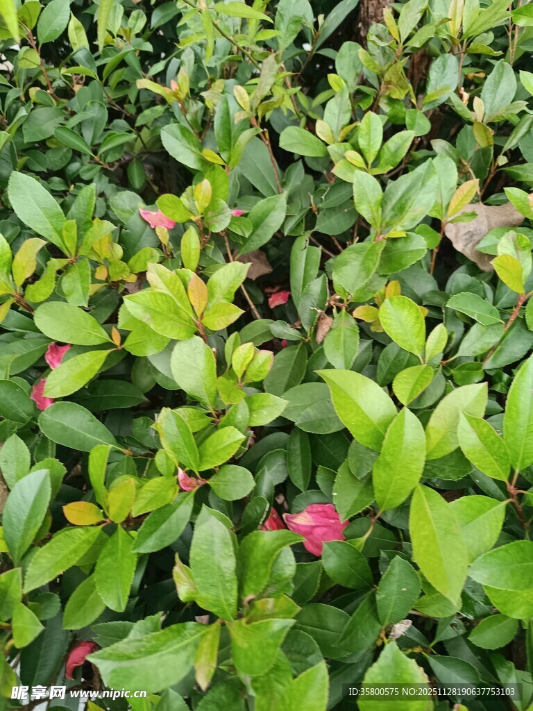 绿叶间的娇艳红花