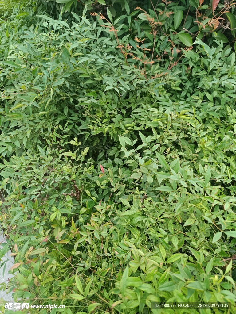 绿意盎然的繁茂植物景观