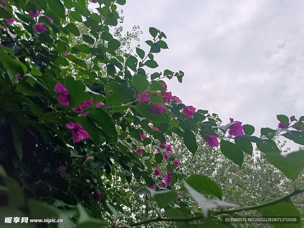繁花绿叶间的自然景致