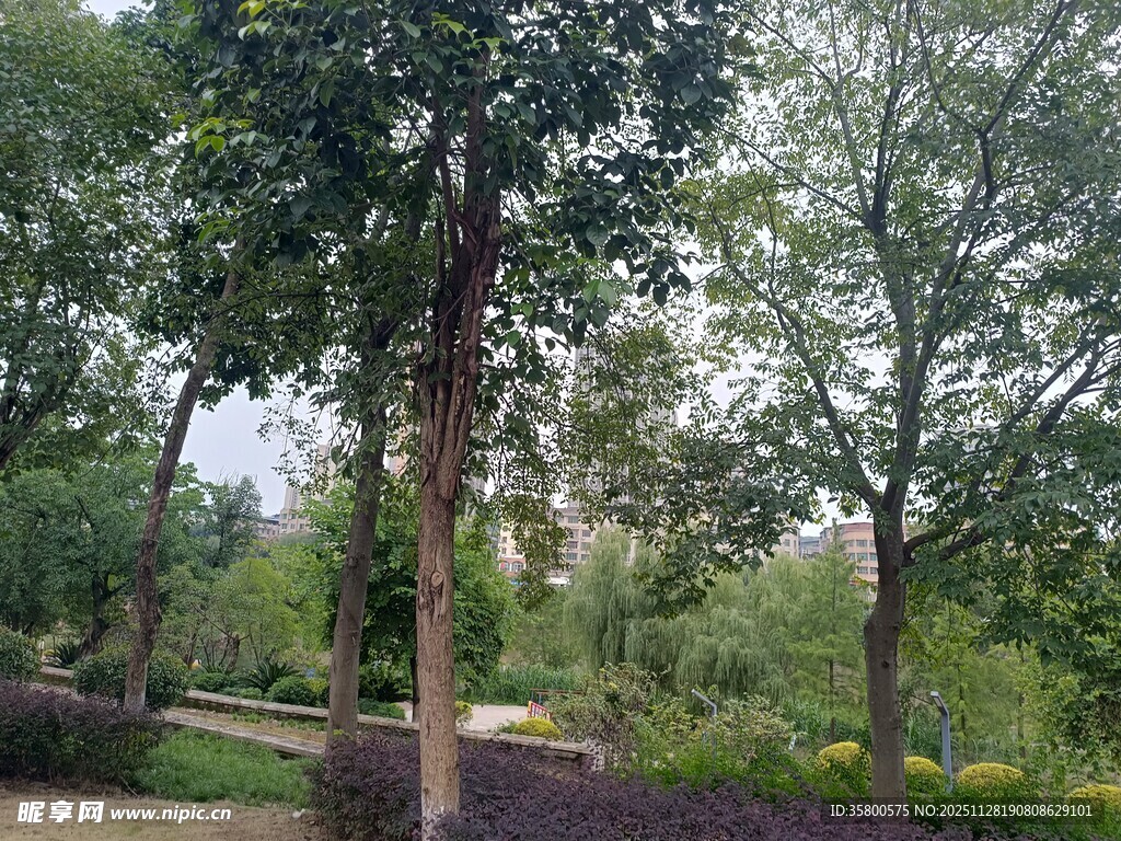 户外绿树成荫的自然景致