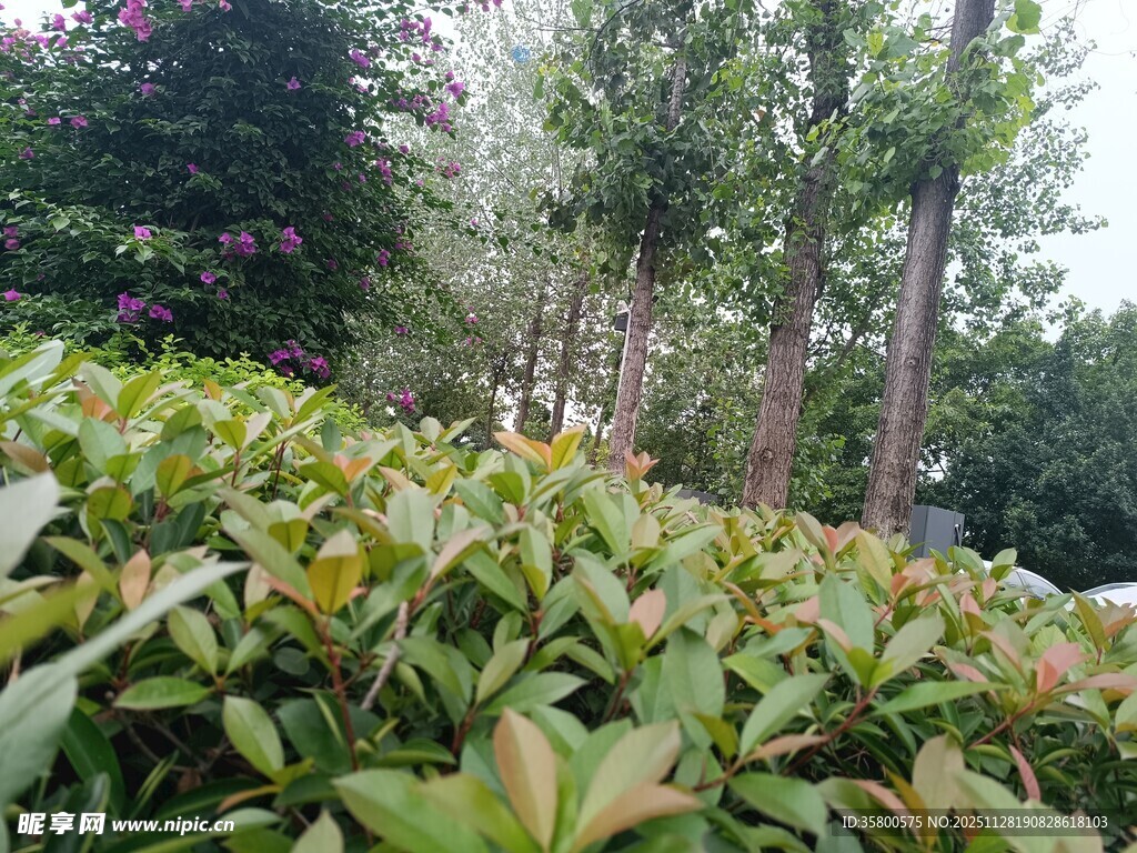 绿叶繁茂的植物景观