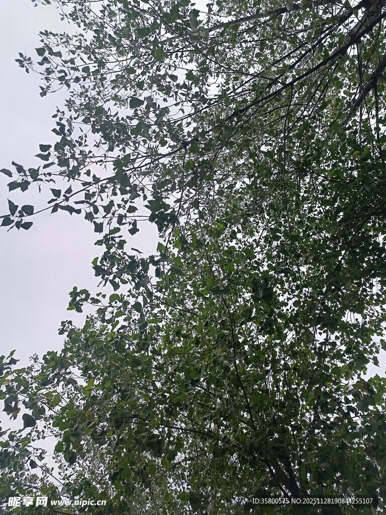 仰视繁茂枝叶