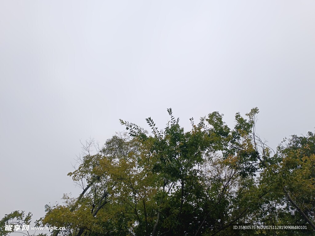 树梢之上的灰白天空