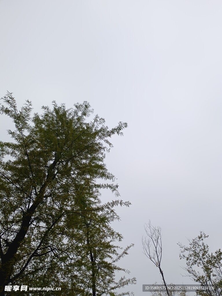 阴天中的葱郁树木