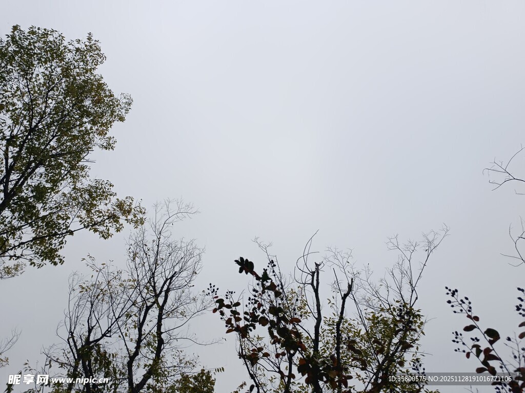 树梢上的灰白天空
