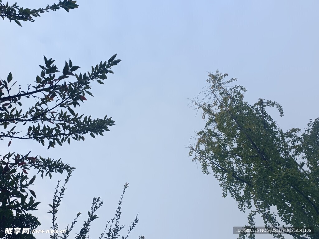 仰视树木与晴朗天空