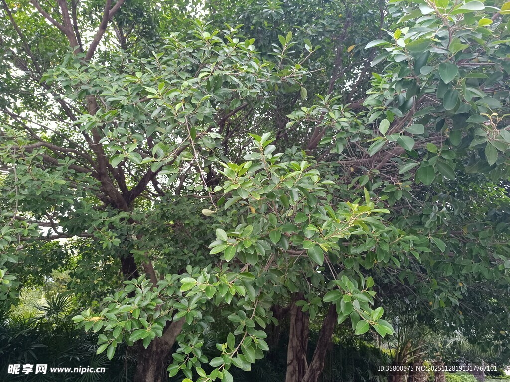 繁茂绿树展现自然生机