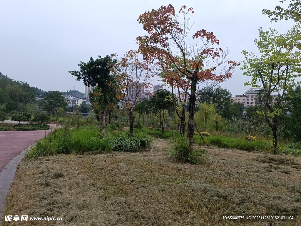 公园中的多彩树木景观