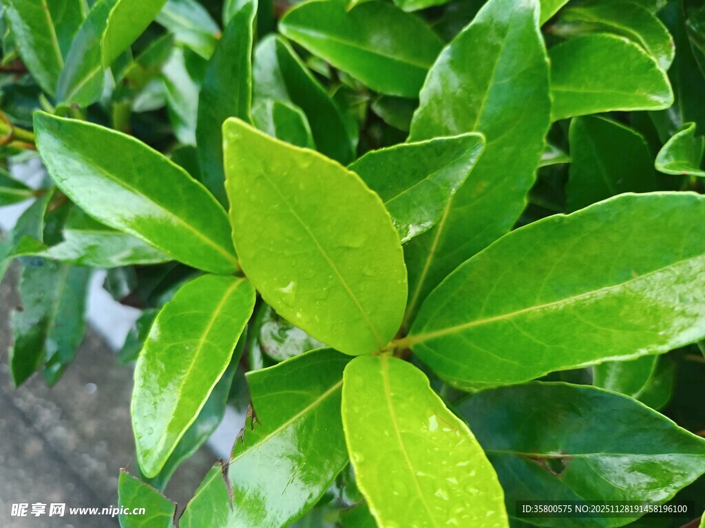 翠绿欲滴的清新叶片