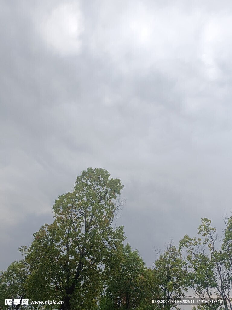 阴天中的绿树梢