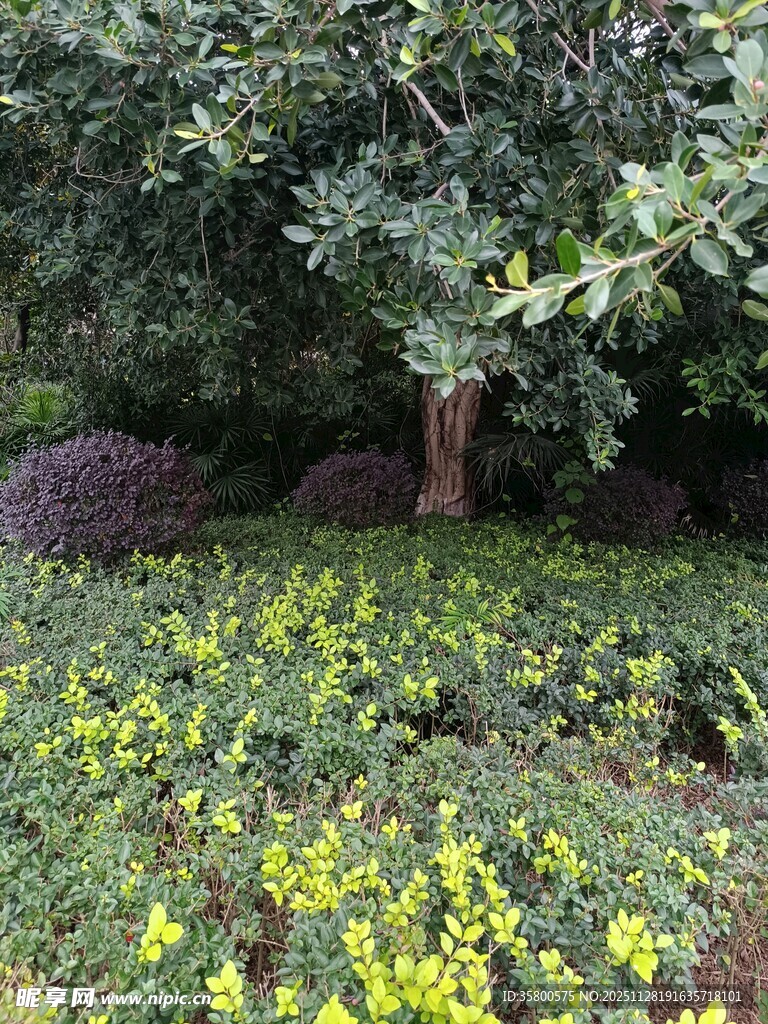 绿意盎然的花卉绿植景观