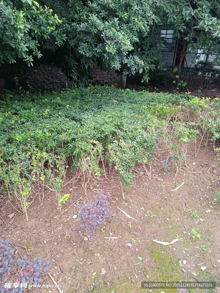 绿意盎然的户外植物景观