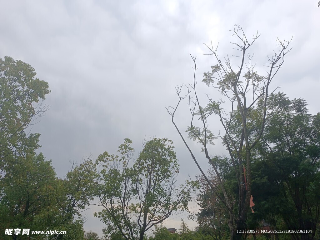 暴风雨后受损的树木