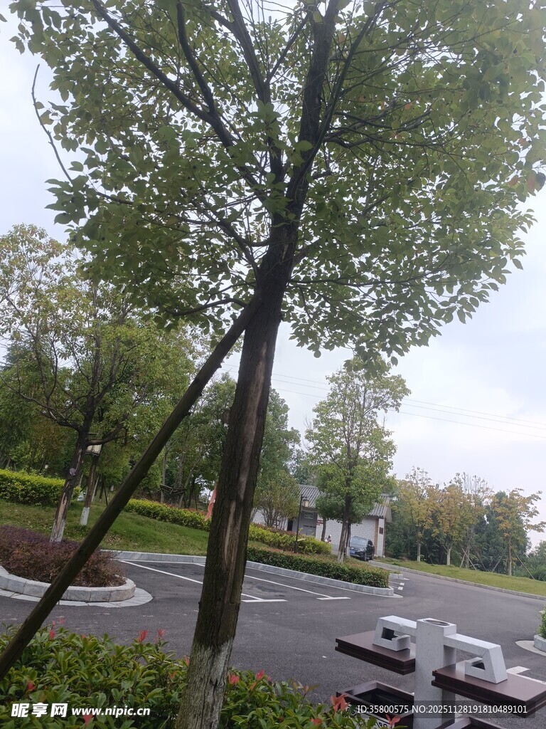 路边挺拔绿树景观