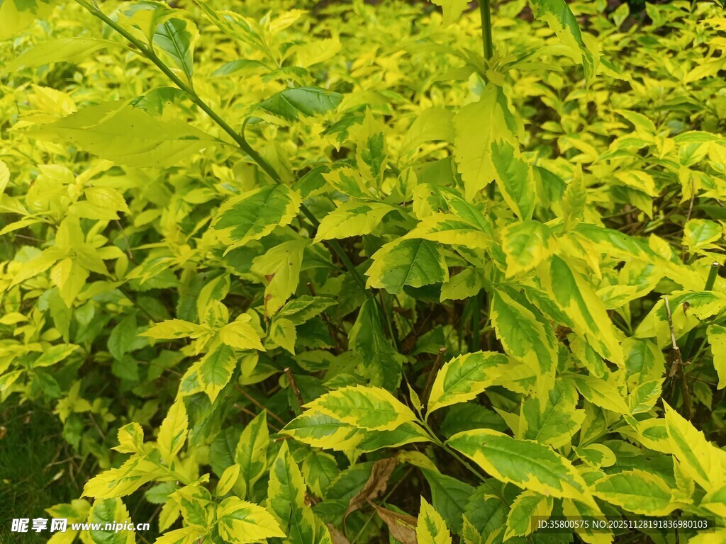 翠绿繁茂的绿植景观