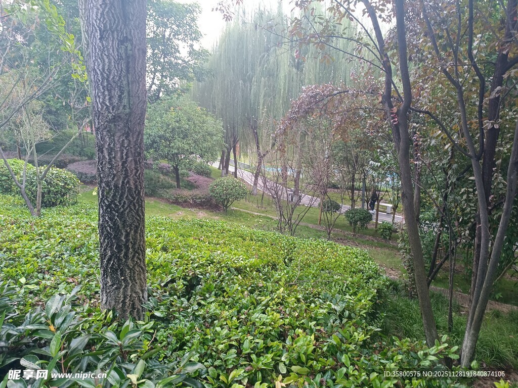 林间绿意盎然的自然景致