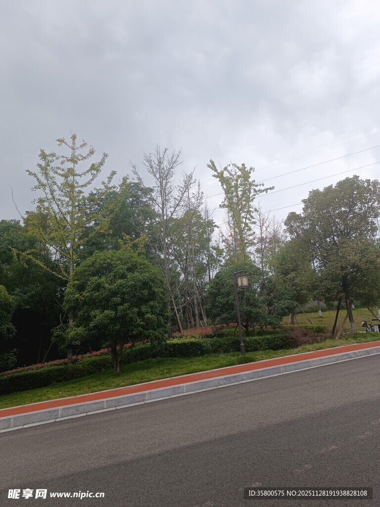 雨中路边绿树景观