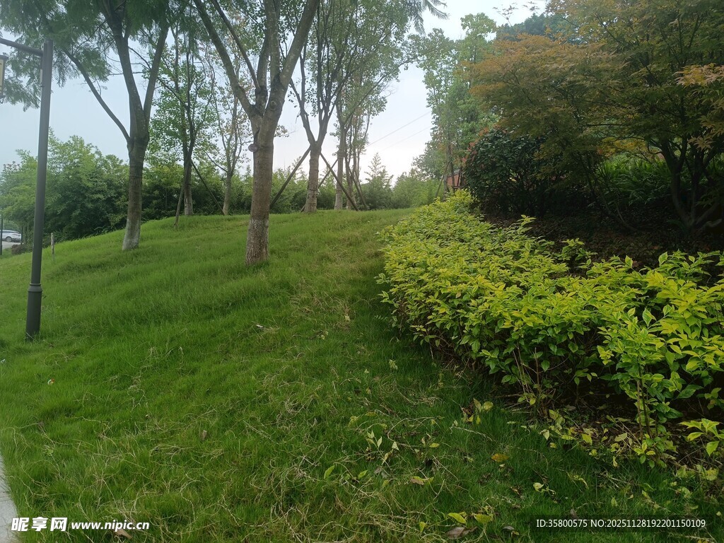 绿意盎然的公园景观