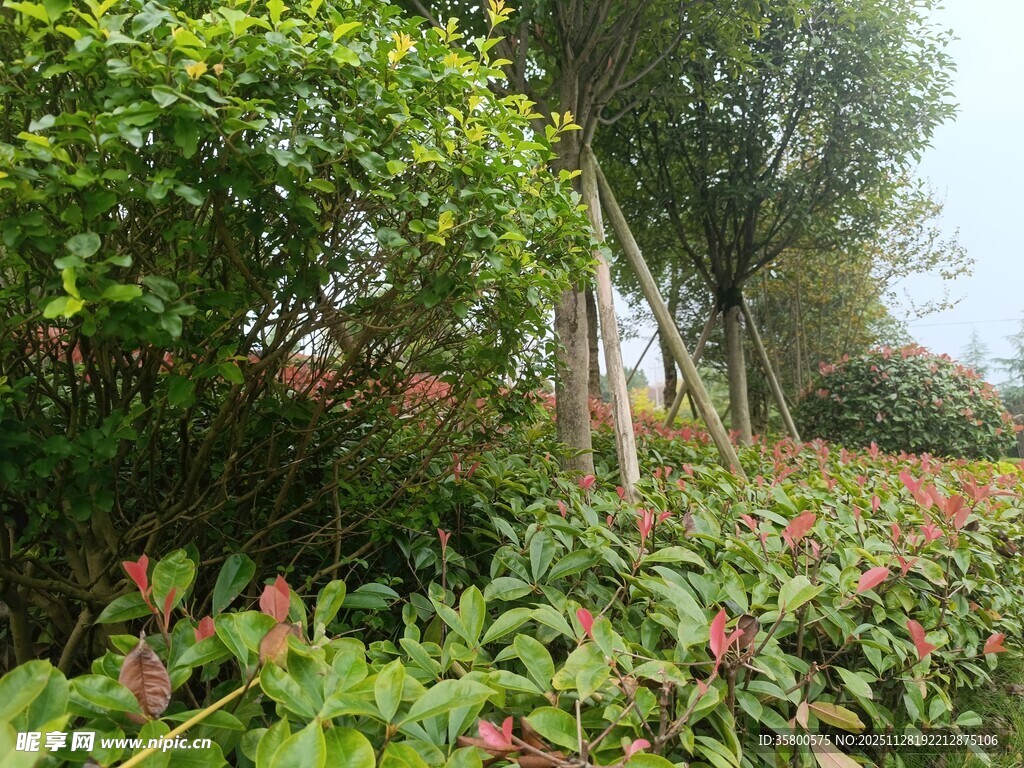 绿意盎然的植物景观