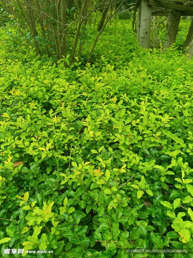 翠绿繁茂的地面绿植景观
