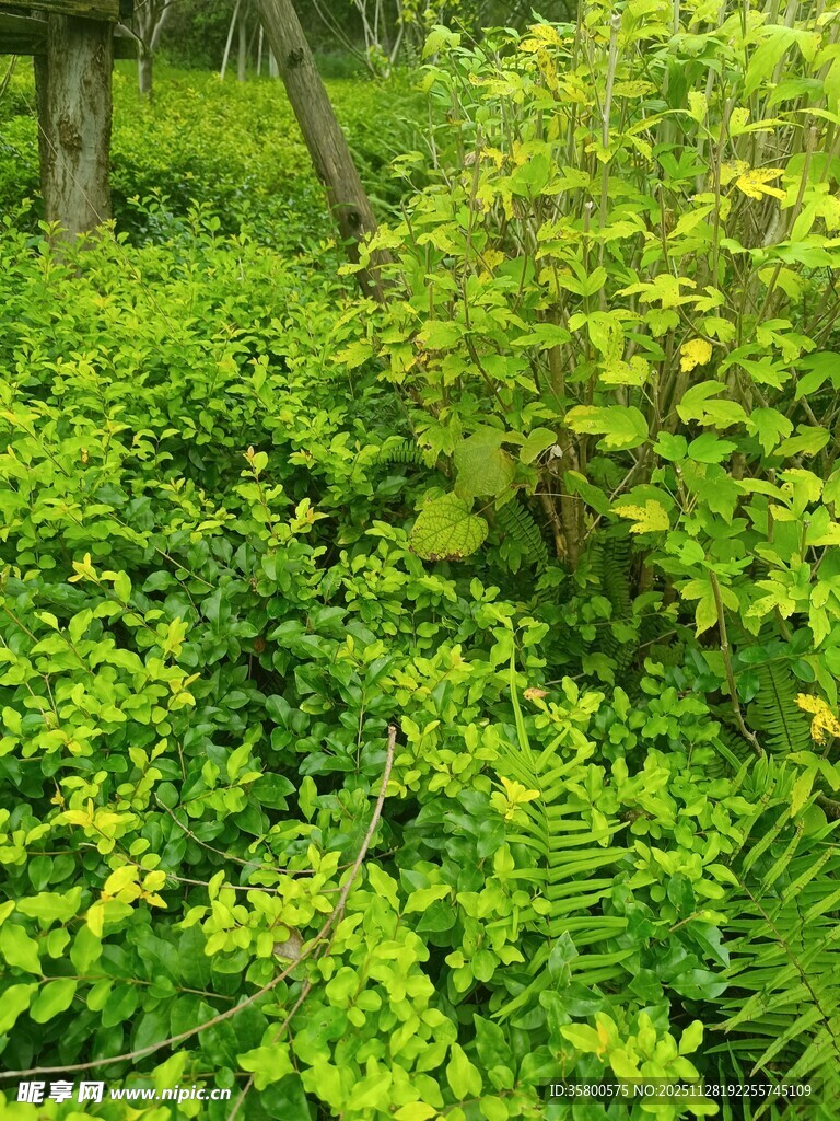 绿意盎然的繁茂植物景观