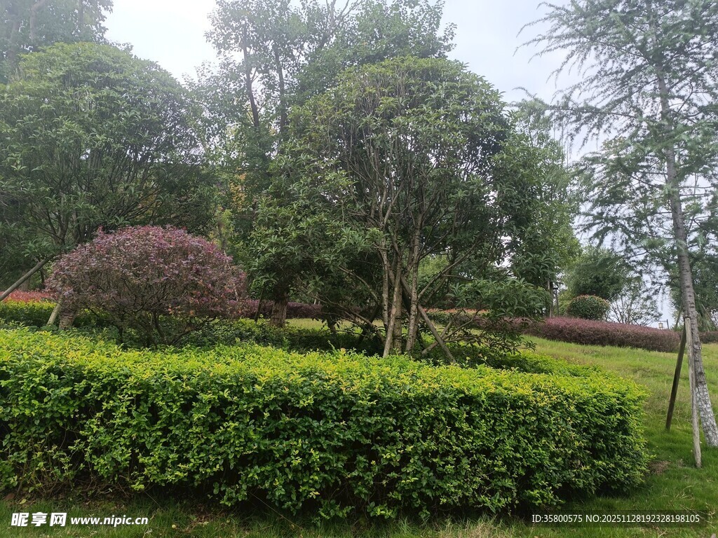 绿意盎然的园林景观