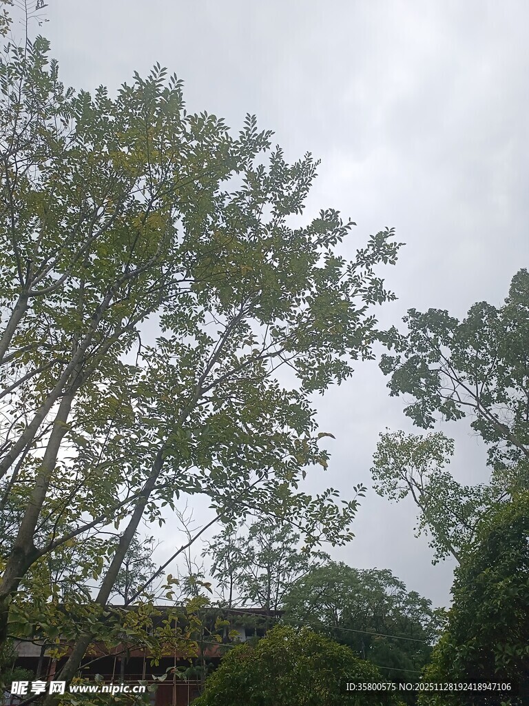 户外绿树成荫的自然景象