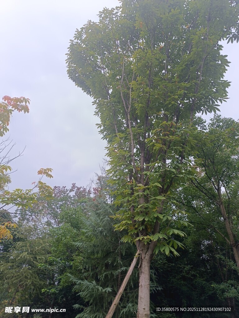 高大挺拔的绿树景观