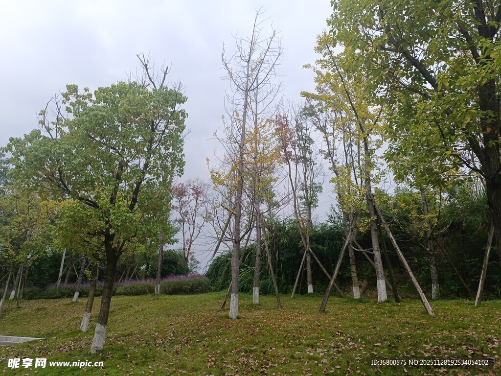 秋日公园树木景致