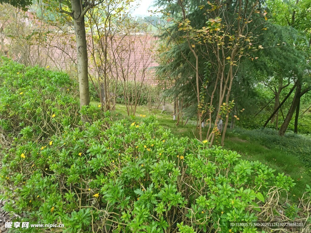 林间绿意盎然的自然景致