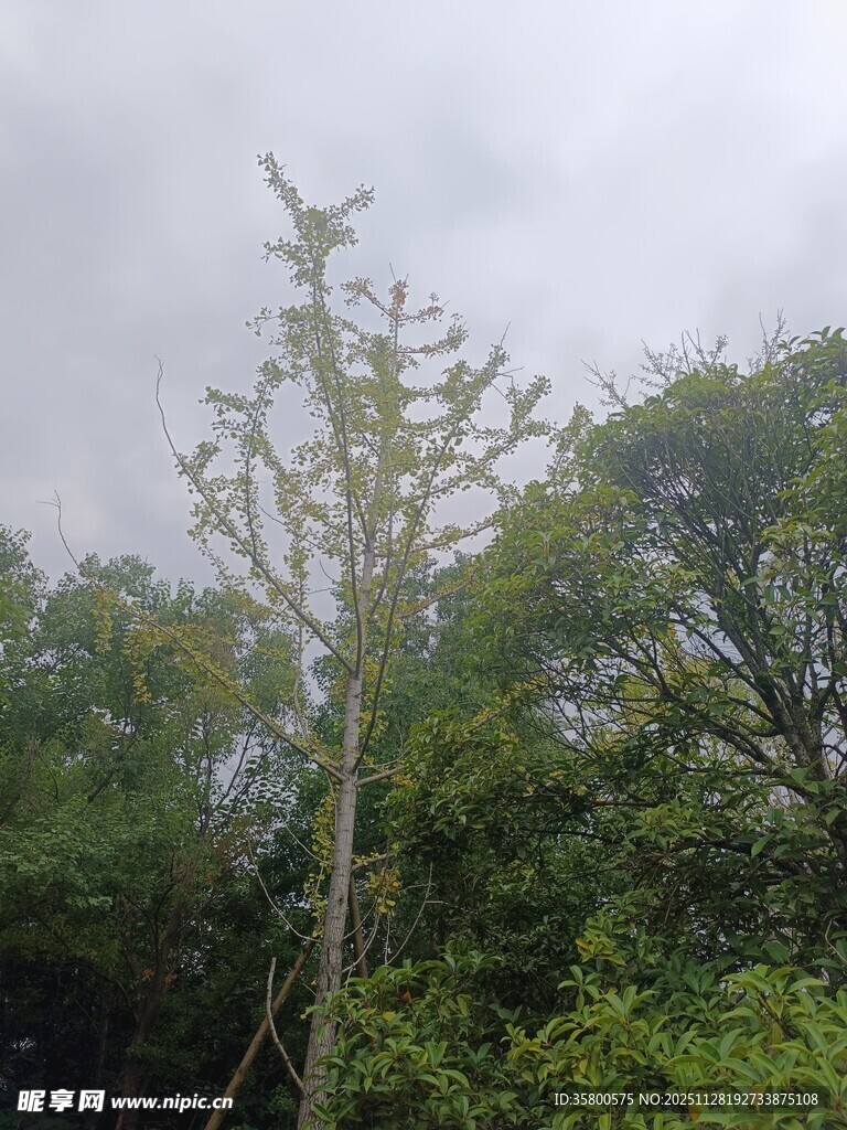 野外光秃树木与周边植被