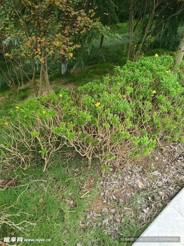 园林绿植景观一角