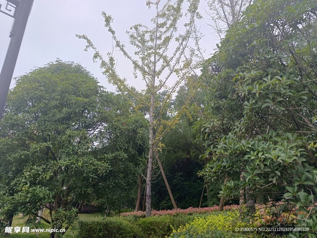 公园中的树木与绿植景观