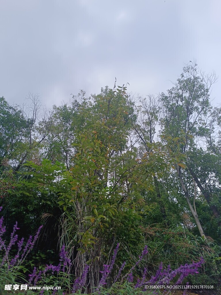 林间紫花与葱郁树木