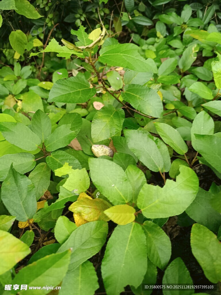 绿叶繁茂的植物景象
