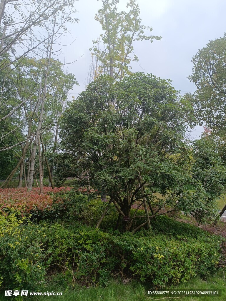 绿意盎然的户外园林景观