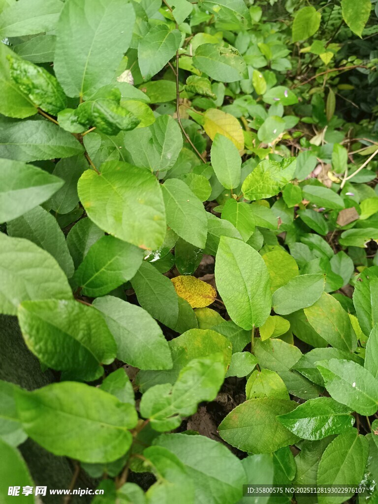 翠绿繁茂的田间绿叶植物