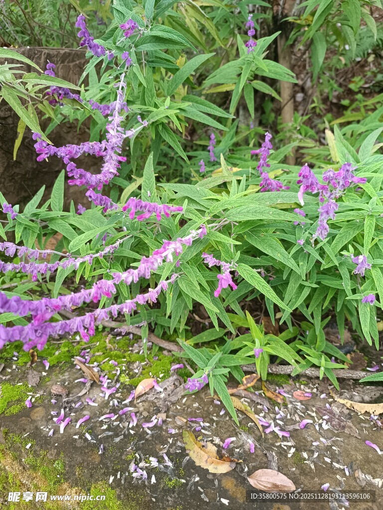 紫色穗状小花绿植景观