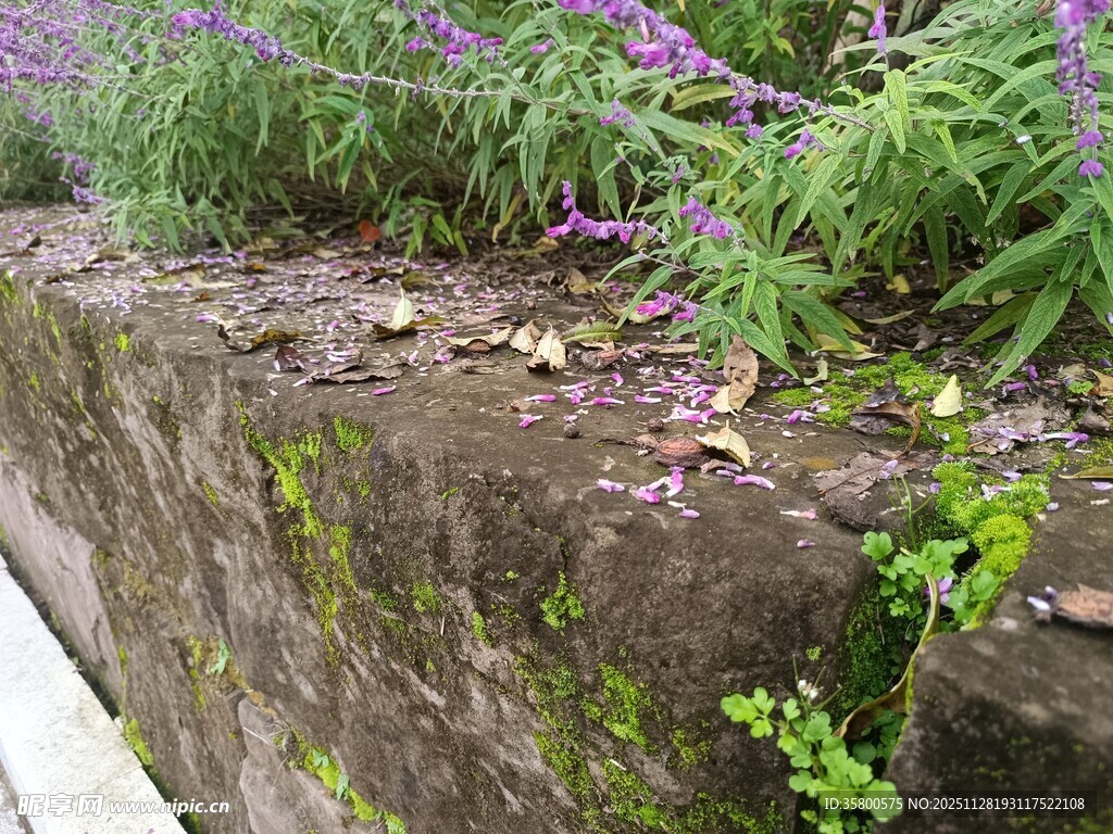 石墙边的紫色花草景观