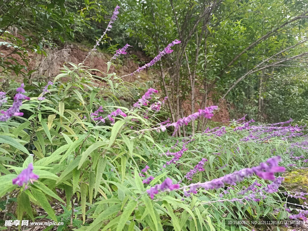 山间紫色花卉绽放