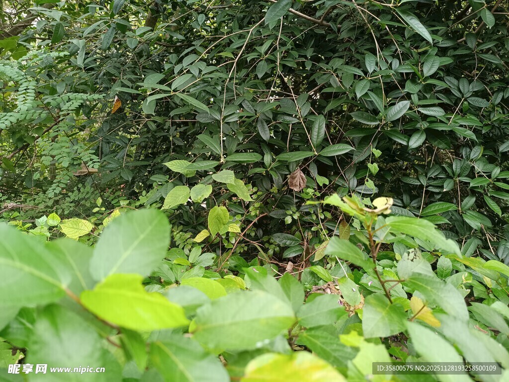 绿叶繁茂的自然植物景象