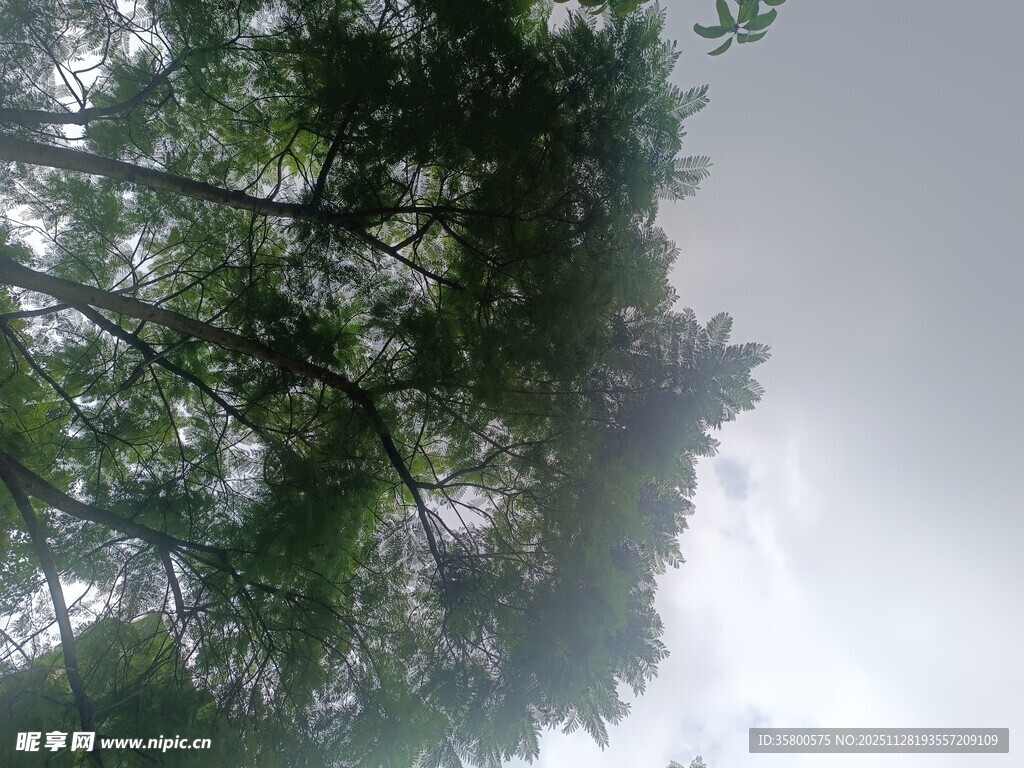 仰视茂密树林树冠