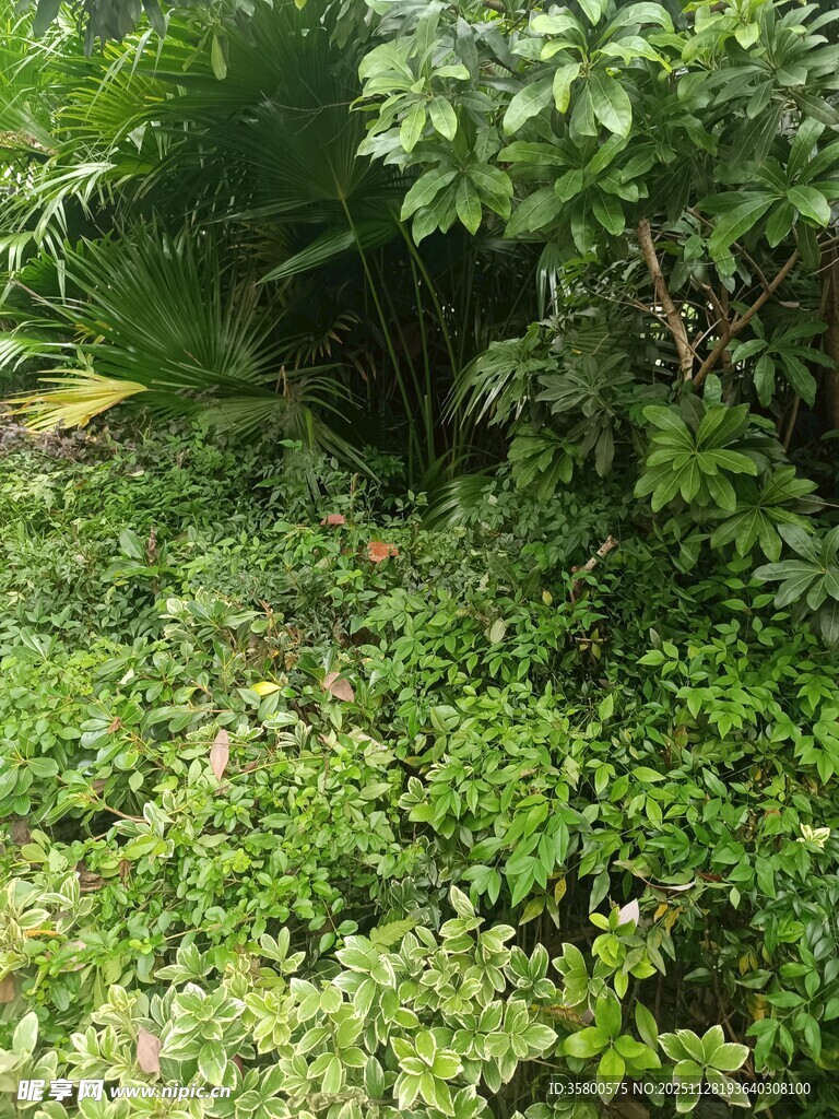 绿意盎然的繁茂植物景观