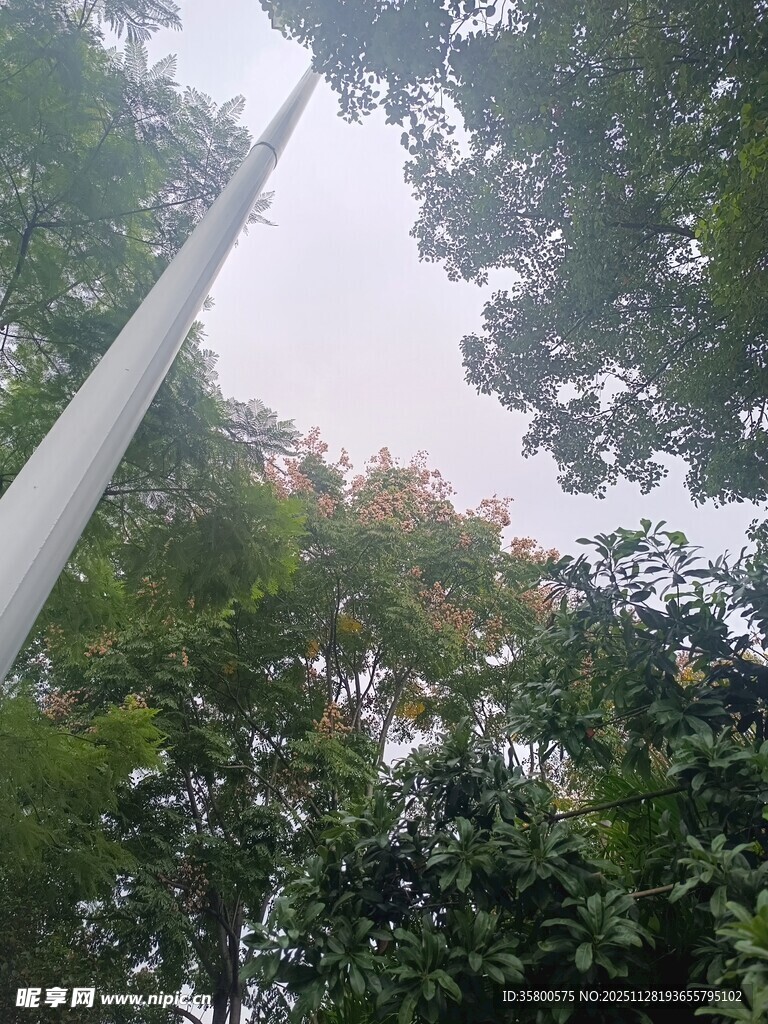 仰视林中高耸白色柱状物