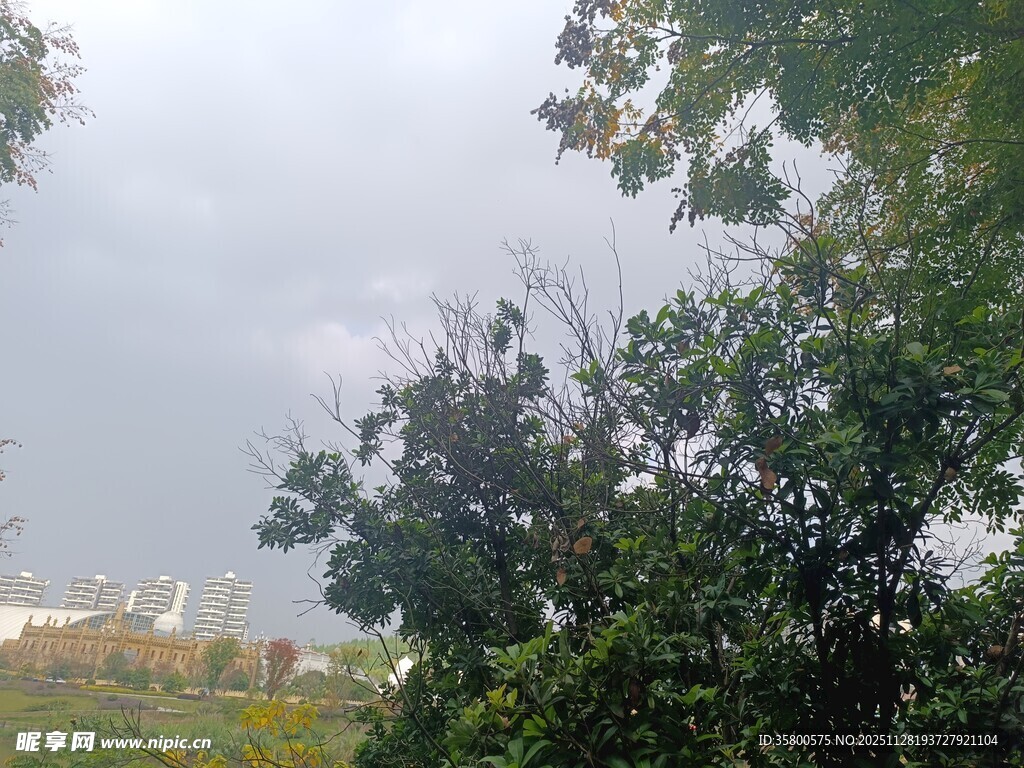 阴天时的繁茂树木景观