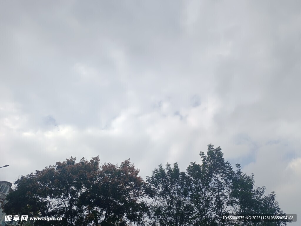 阴云下的树梢