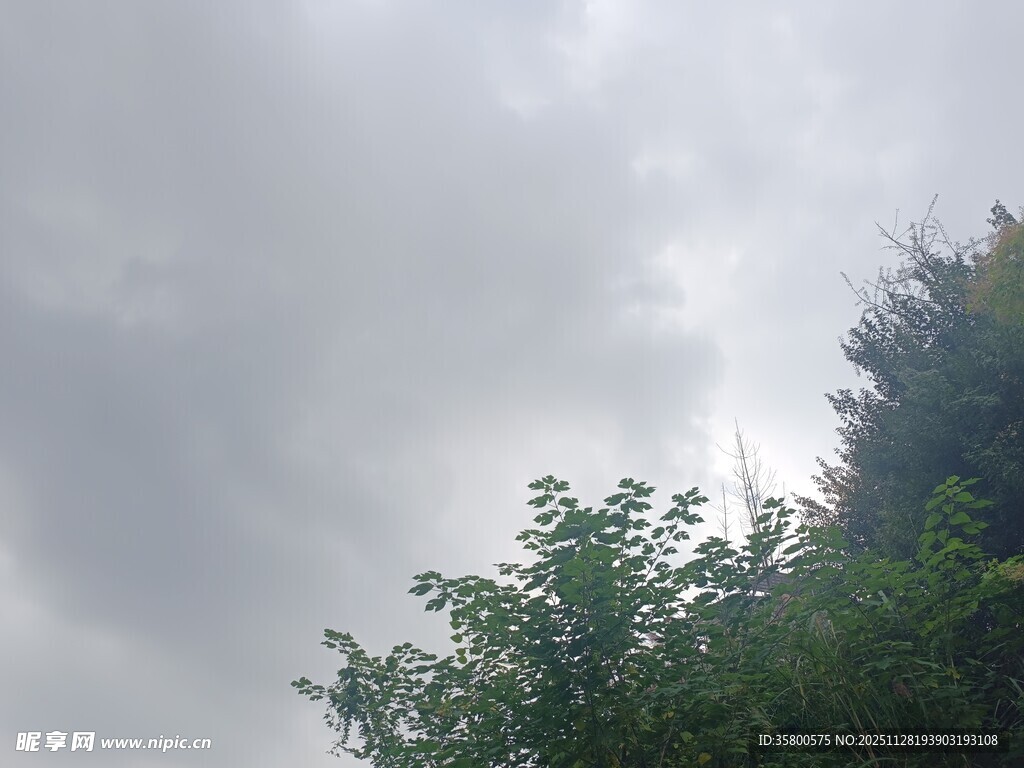 阴天中的绿树顶