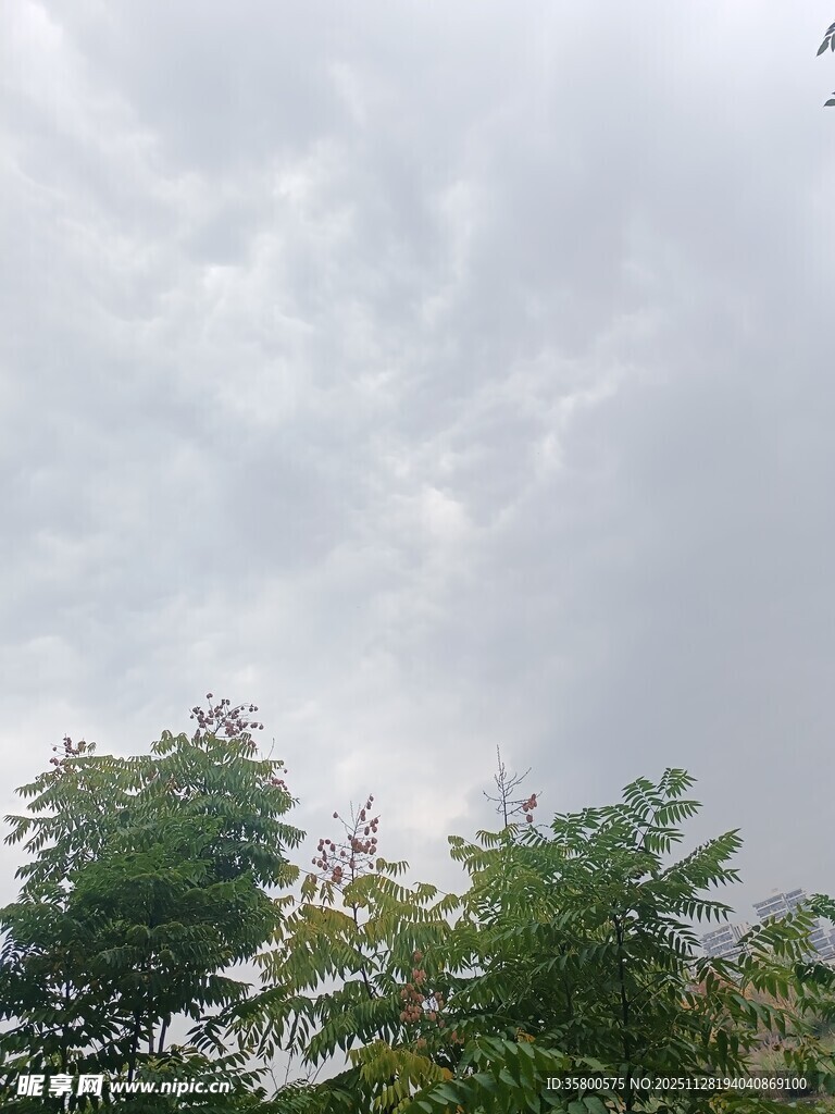 天空下的葱郁绿树