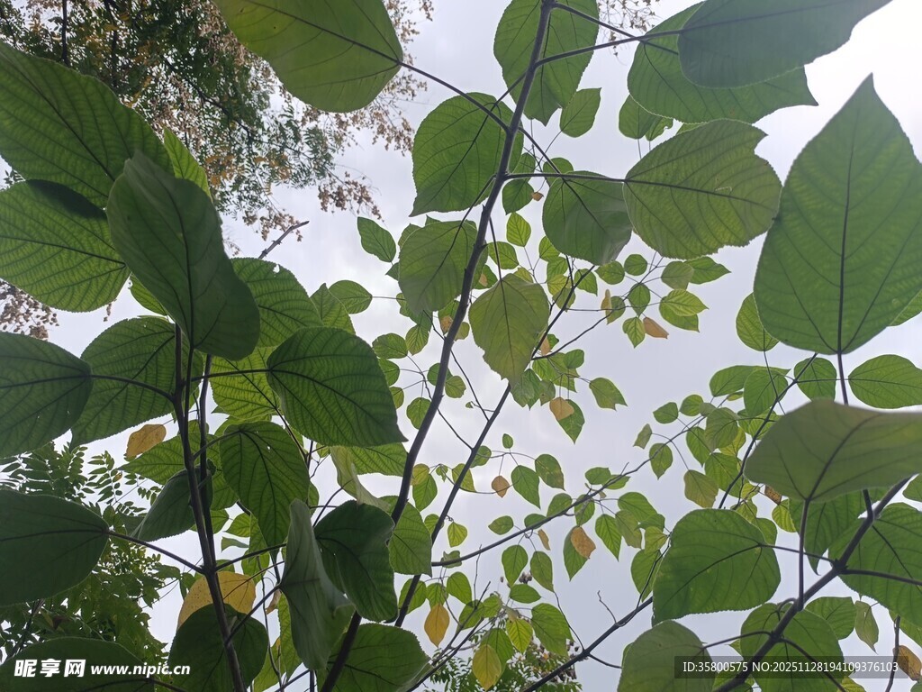 绿叶繁茂的植物景象